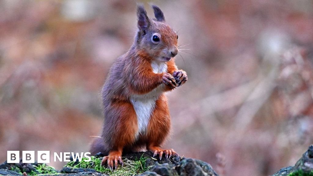 Conservationists turn to AI in battle to save red squirrels Conservationists turn to AI in battle to save red squirrels