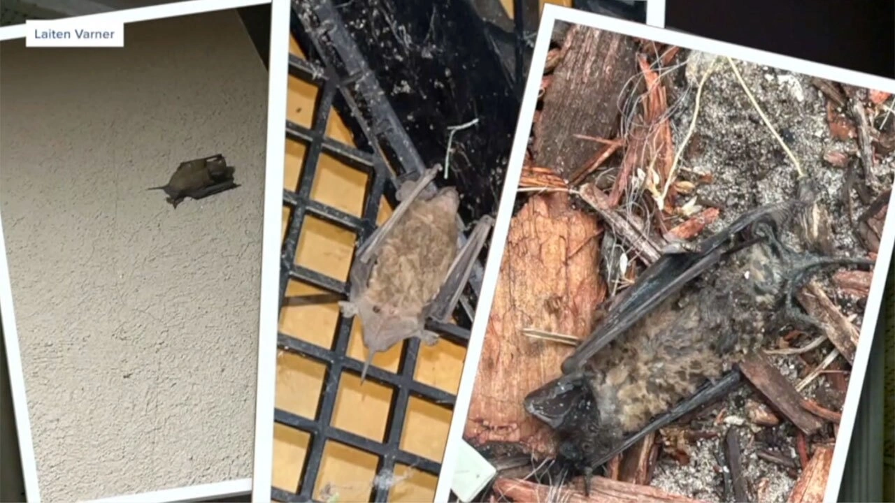 Fort Pierce Bat Nightmare: Residents Demand Health Protections Fort Pierce Bat Nightmare: Residents Demand Health Protections