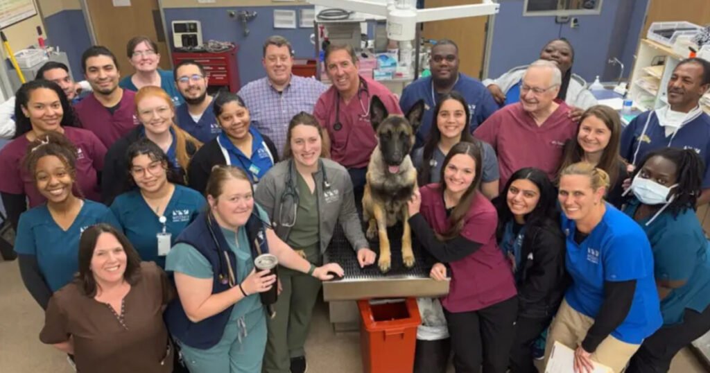 Hero Dog ‘K9 Rocky’ Shot Twice During Manhunt For Cop Killer Released From Hospital — Will Soon Return to Active Service (VIDEO) | The Gateway Pundit